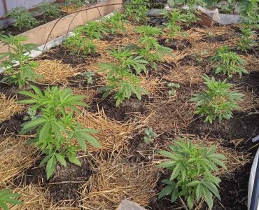 Самый мощный сорт конопли Гагарин