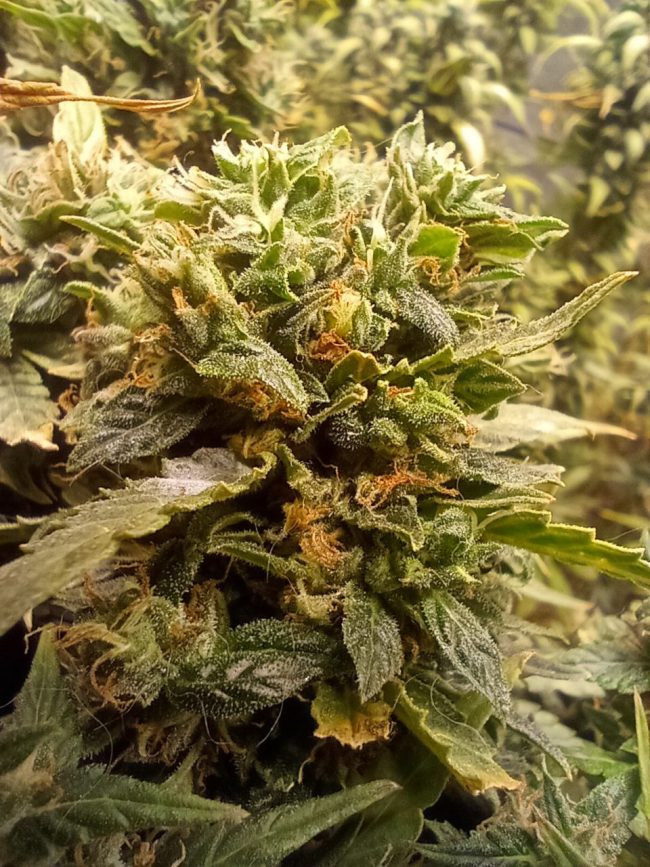 Купить семена Power Plant Auto Fem