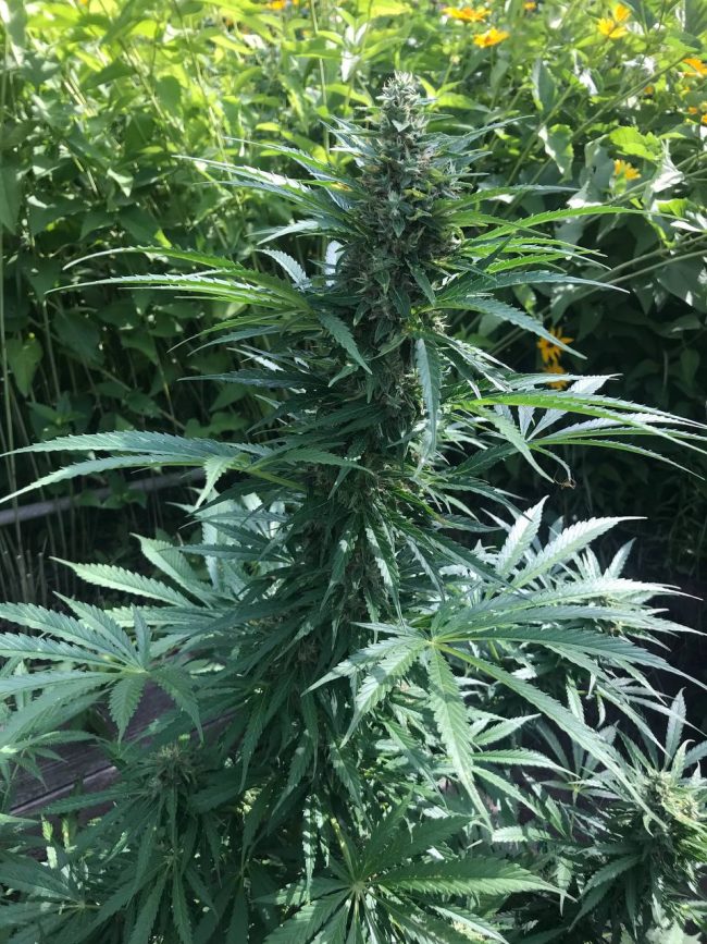 Купить семена LSD Auto Fem