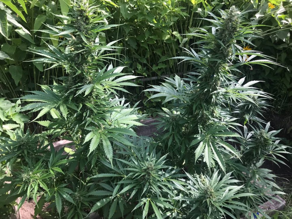 Купить семена LSD Auto Fem