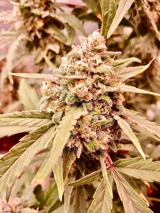 Afghan Mass Auto Fem Купить семена Afghan Mass Auto Fem