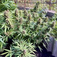 FC49129C-3078-4149-89C1-E1B73B2F6924