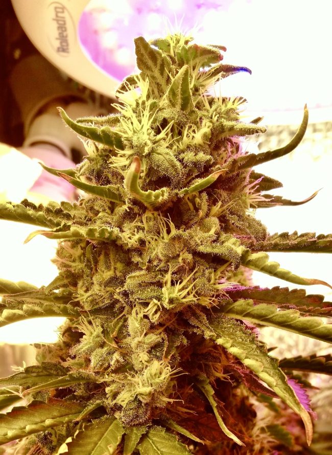 IMG_2235 Купить семена Afghan Mass Auto