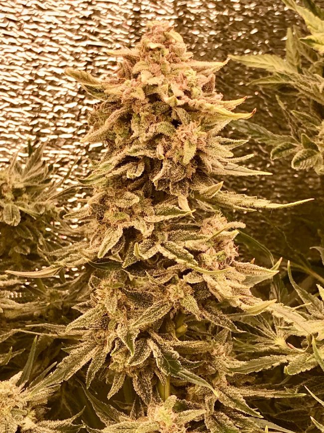 IMG_2236 Купить семена Afghan Mass