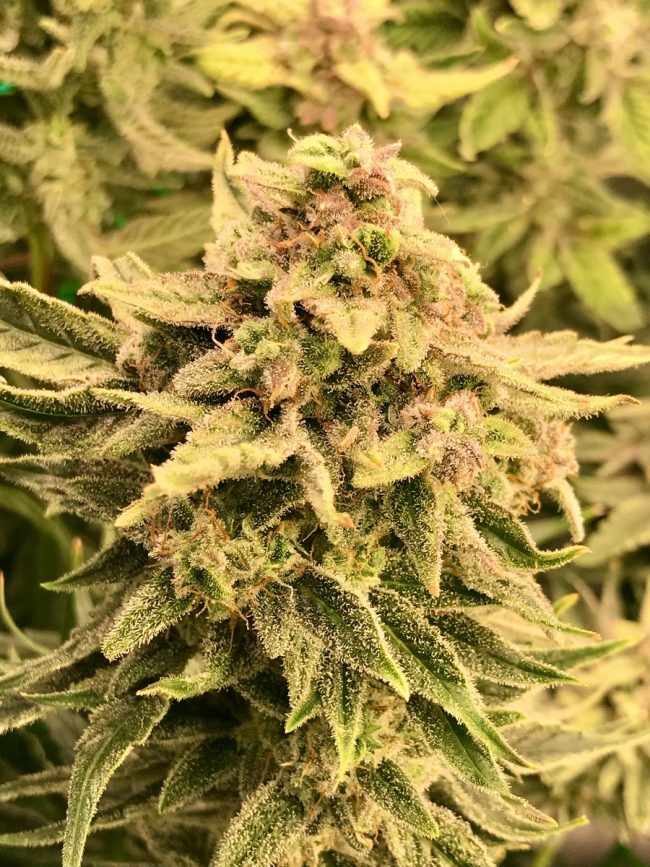 IMG_2237 семена Afghan Mass Auto Fem