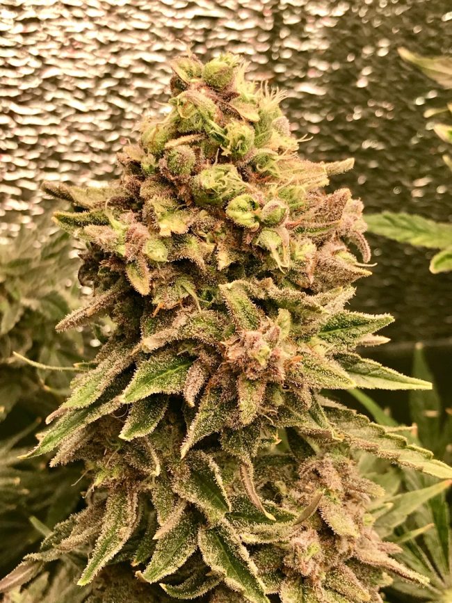 IMG_2240 Купить семена Afghan Mass Fem