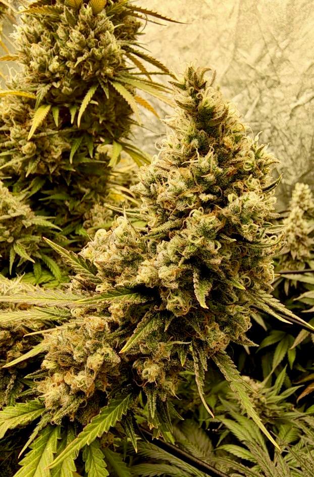 Gorilla Sherbet Купить семена Gorilla Sherbet