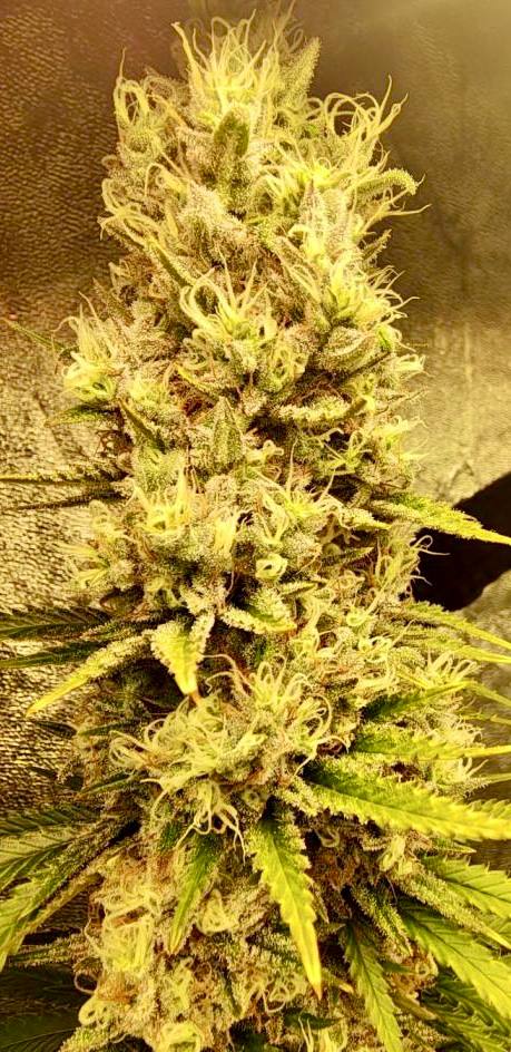 Gorilla Sherbet Купить семена Gorilla Sherbet