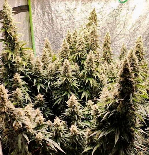 Gorilla Sherbet Купить семена Gorilla Sherbet