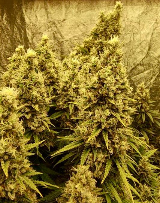 Gorilla Sherbet Купить семена Gorilla Sherbet