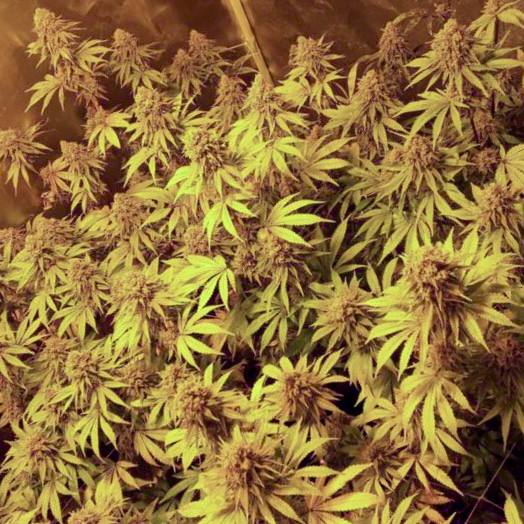 Slurricane IX Купить семена Slurricane IX