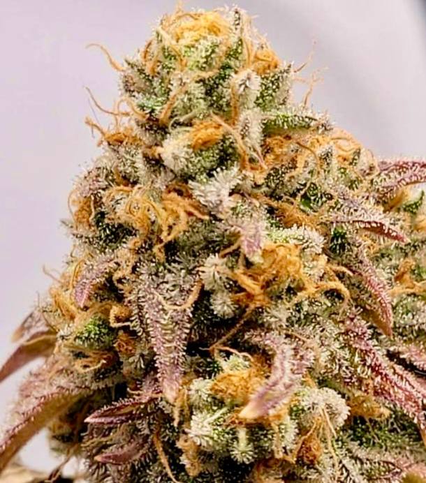 Slurricane IX Купить семена Slurricane IX