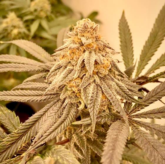 Slurricane IX Купить семена Slurricane IX