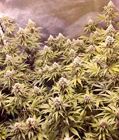 Slurricane IX Купить семена Slurricane IX