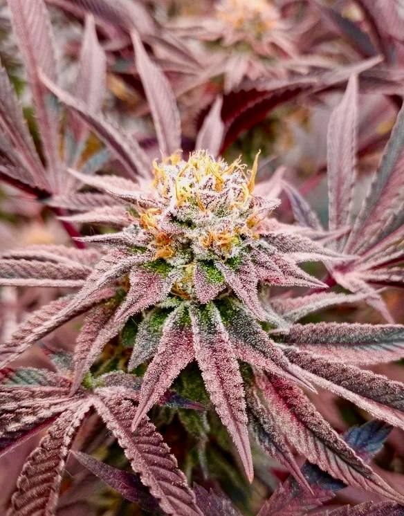 Slurricane IX Купить семена Slurricane IX