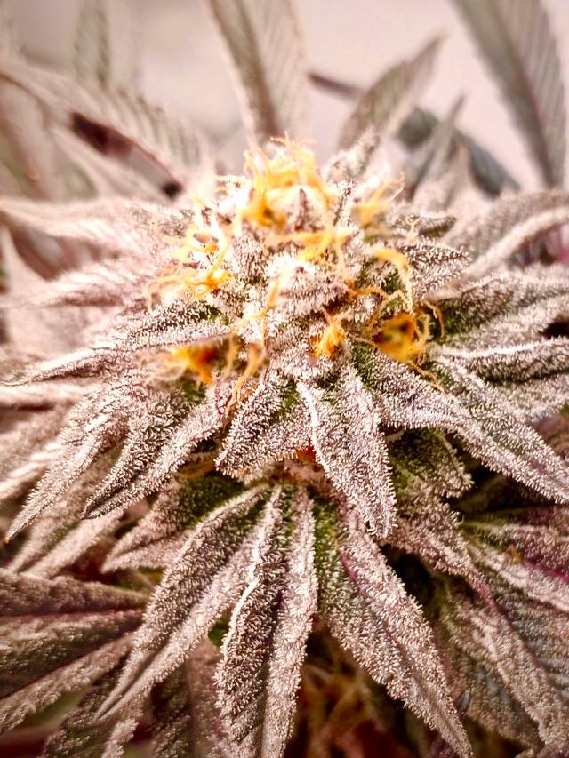 Slurricane IX Купить семена Slurricane IX