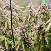 D8D499E0-3AE4-4C47-A137-374739703191