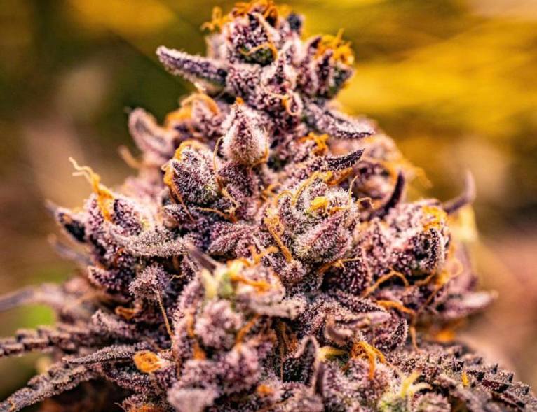 2Strawberry Cola Sherbet Fast Version (Fem) Купить семена Strawberry Cola Sherbet Fast Version