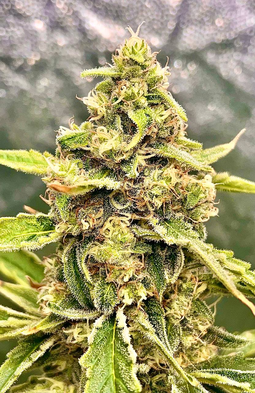 Northern Lights Auto Fem Купить семена Northern Lights Auto Fem