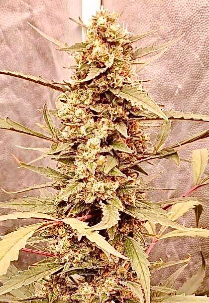 Northern Lights Auto Fem Купить семена Northern Lights Auto Fem