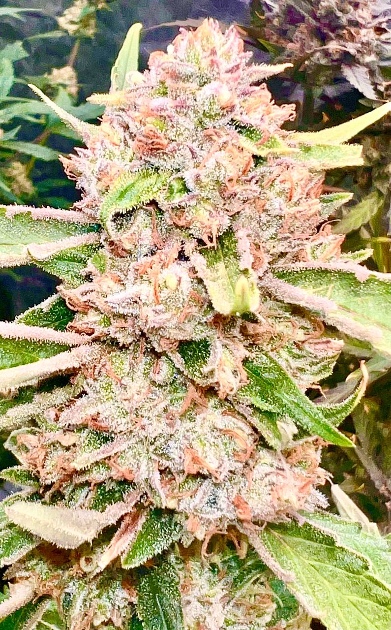 Northern Lights Auto Fem Купить семена Northern Lights Auto Fem