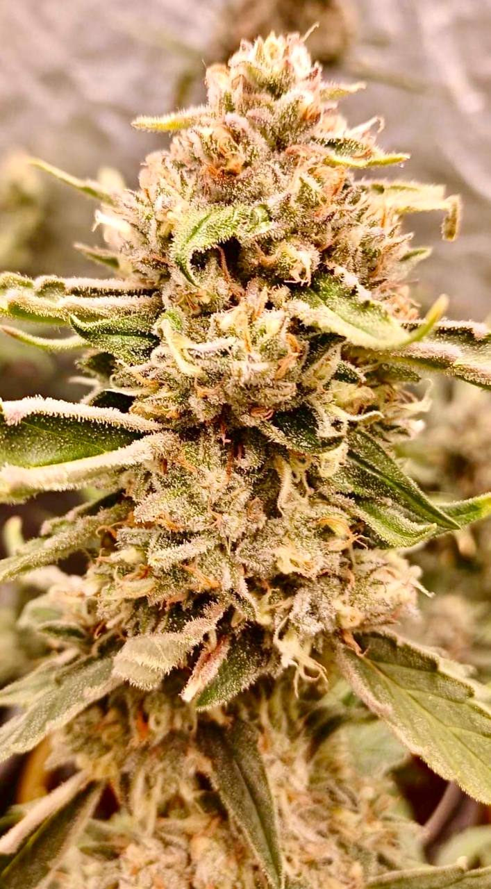 Northern Lights Auto Fem Купить семена Northern Lights Auto Fem