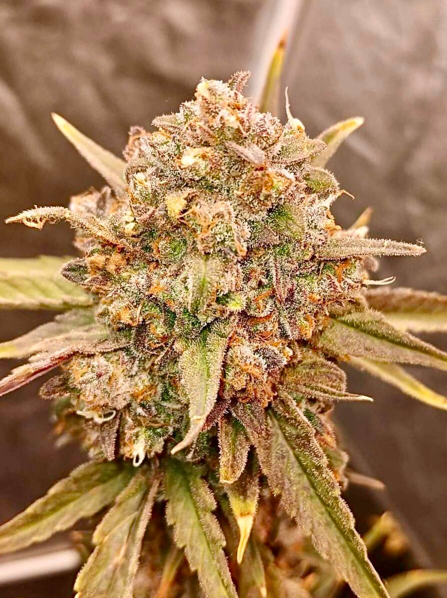 Northern Lights Auto Fem Купить семена Northern Lights Auto Fem