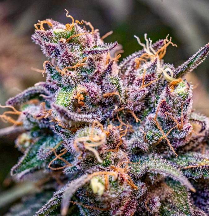 Cola Sherbet Fast Version (Fem) Купить семена Strawberry Cola Sherbet Fast Version