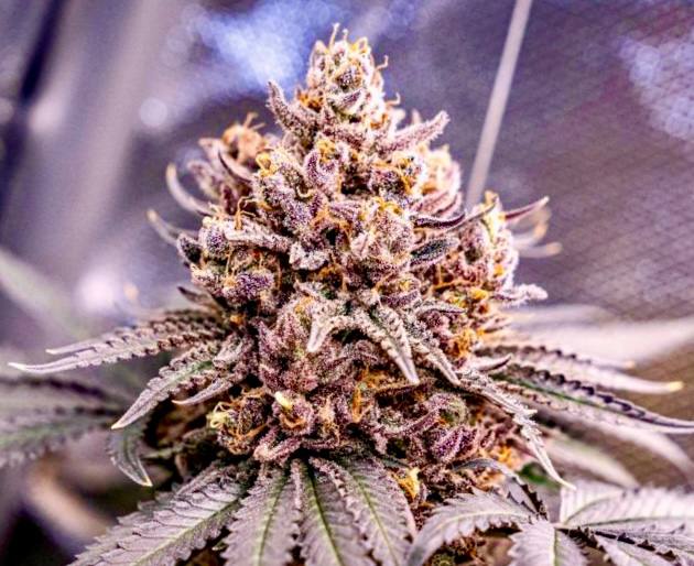 Strawberry Cola Sherbet F Купить семена Strawberry Cola Sherbet Fast Version