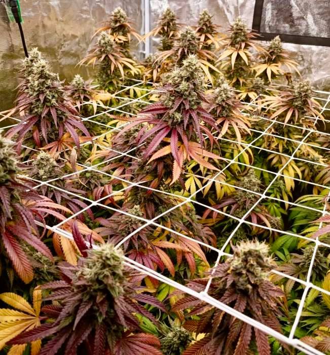 Strawberry Cola Sherbet Fast Version Купить семена Strawberry Cola Sherbet Fast Version