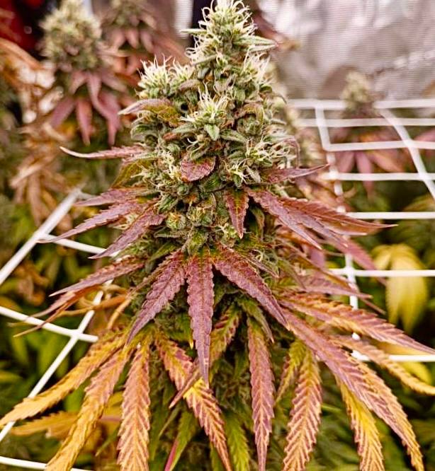 Strawberry Cola Sherbet Fast Version (Fem) Купить семена Strawberry Cola Sherbet Fast Version