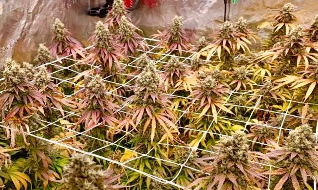 Strawberry Cola Sherbet Fast Version (Fem)1 Купить семена Strawberry Cola Sherbet Fast Version