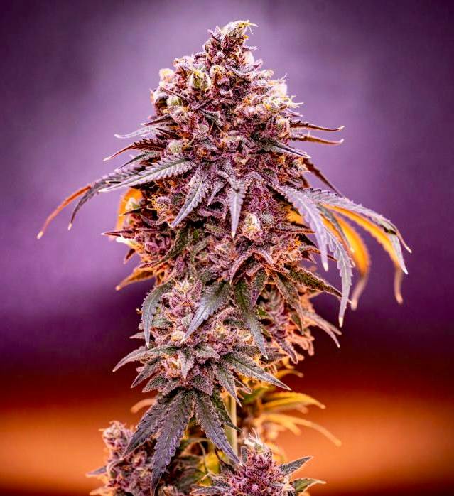 Strawberry Cola Sherbet Fast Купить семена Strawberry Cola Sherbet Fast Version