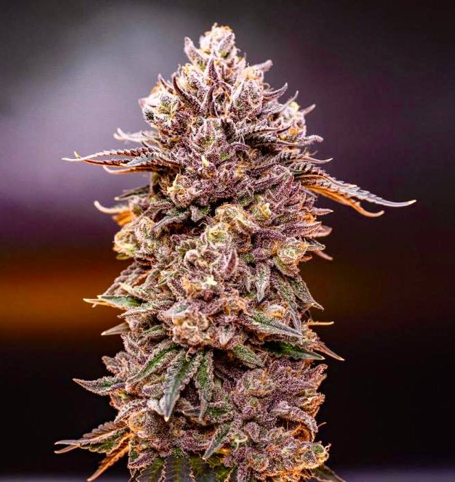 Strawberry Cola Sherbet Купить семена Strawberry Cola Sherbet Fast Version