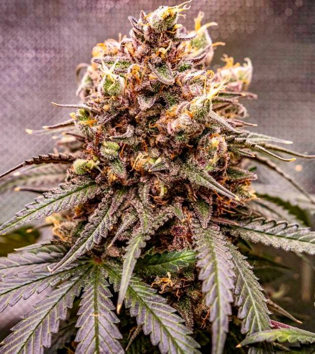 Strawberry Cola Купить семена Strawberry Cola Sherbet Fast Version