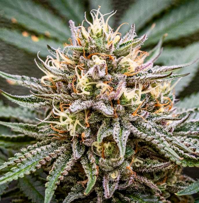 Strawberry Sherbet Fast Version (Fem) Купить семена Strawberry Cola Sherbet Fast Version